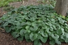 Mass of heart-shaped leaves around a tree trunk.