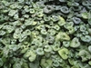 Form of mature plants with cordate leaves covering the ground