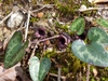 Silver-spotted, cordate leaves & small brownish flowers.