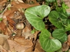 Silver-spotted, cordate leaves