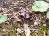Silver-spotted, cordate leaves & small brownish flowers.