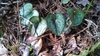 Silver-spotted, cordate leaves & small brownish flowers.
