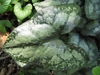Close-up of a single, heart-shaped leaf with silvery variegation