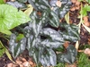 Dark, arrow-shaped leaves with silvery variegation.