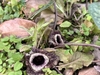 Brown-purple, bell-shaped flowers at ground level.