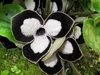 Top view of the flowers; 3 lobed; white with black rim.