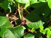 Purplish flower with 3 long-caudate lobes.