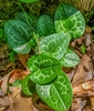 Small colony of plants with variegated leaves.