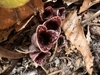 Funnel- or bell-shaped, dark purple flowers with white freckles.