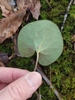 Fingers holding smooth, heart- to kidney-shaped leaf.