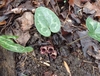 Plant with variegated leaves & brownish flowers at ground level