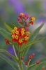 Asclepias curassavica