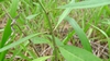 Asclepias curassavica
