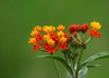 Asclepias curassavica