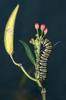 Asclepias curassavica