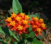 Asclepias curassavica