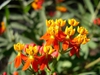 Asclepias curassavica
