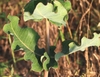 Opposite leaves with wavy margins.