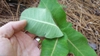 Underside of leaf