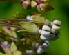 Close up of flower, the five petals curve backwards toward the s