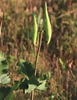 Immature green fruits (follicles).