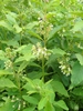Form in bloom