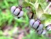 Flower detail