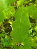 Leaf detail