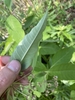 Underside of leaf