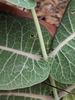 Stem and leaf attachment