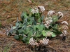 Somewhat prostrate growing form