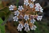 Flower detail