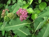 Leaves, buds, flower
