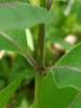 Stem