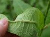 Underside of leaf