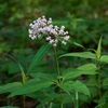 flower and leaves