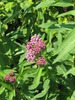 Asclepias rubra