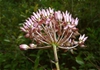Side view of flower