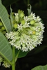 Flower cluster (Guilford County, NC)-Mid Summer