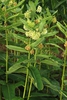 Leaves and flower clusters (Guilford County, NC)-Mid Summer