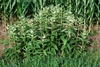 Form in bloom (Guilford County, NC)-Mid Summer