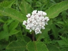 Asclepias variegata