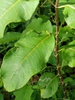 Leaf closeup