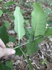 Underside of leaf