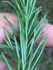 Underside of leaf