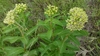 Form in bloom