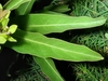 Leaves