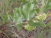 Form with pinkish stem & opposite oval shaped green leaves