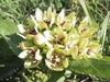 Flower detail