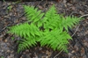 D. dilatata